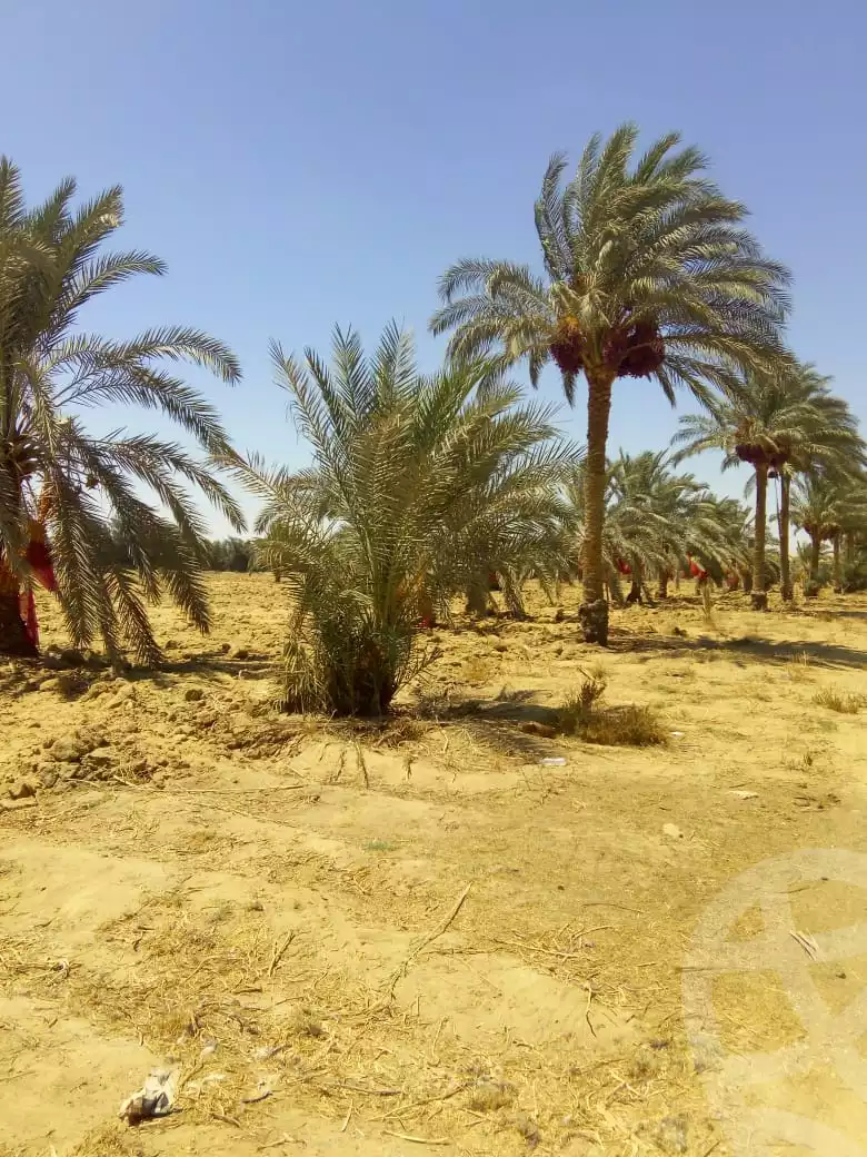 https://aqarmap.com.eg/en/listing/2160066-for-sale-el-fayoum-sinnuris-monshat-snours