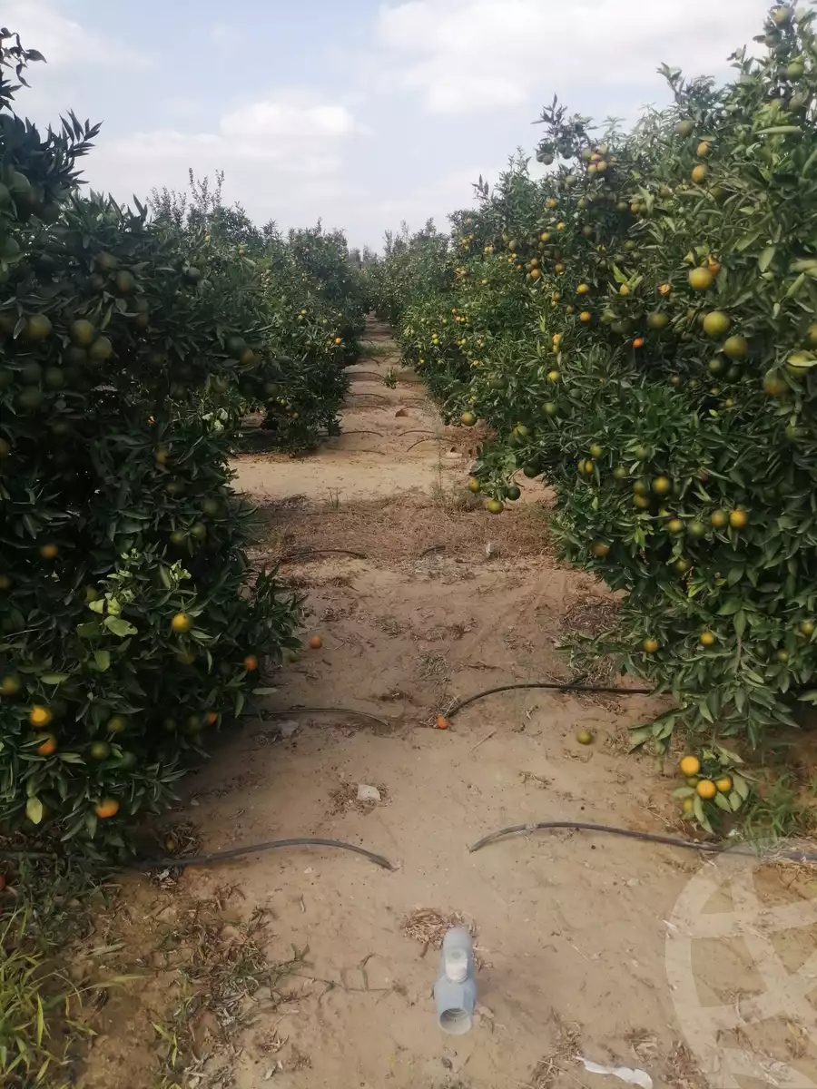 https://aqarmap.com.eg/en/listing/3871736-for-sale-ismailia-mntq-fr-y-blsm-yly