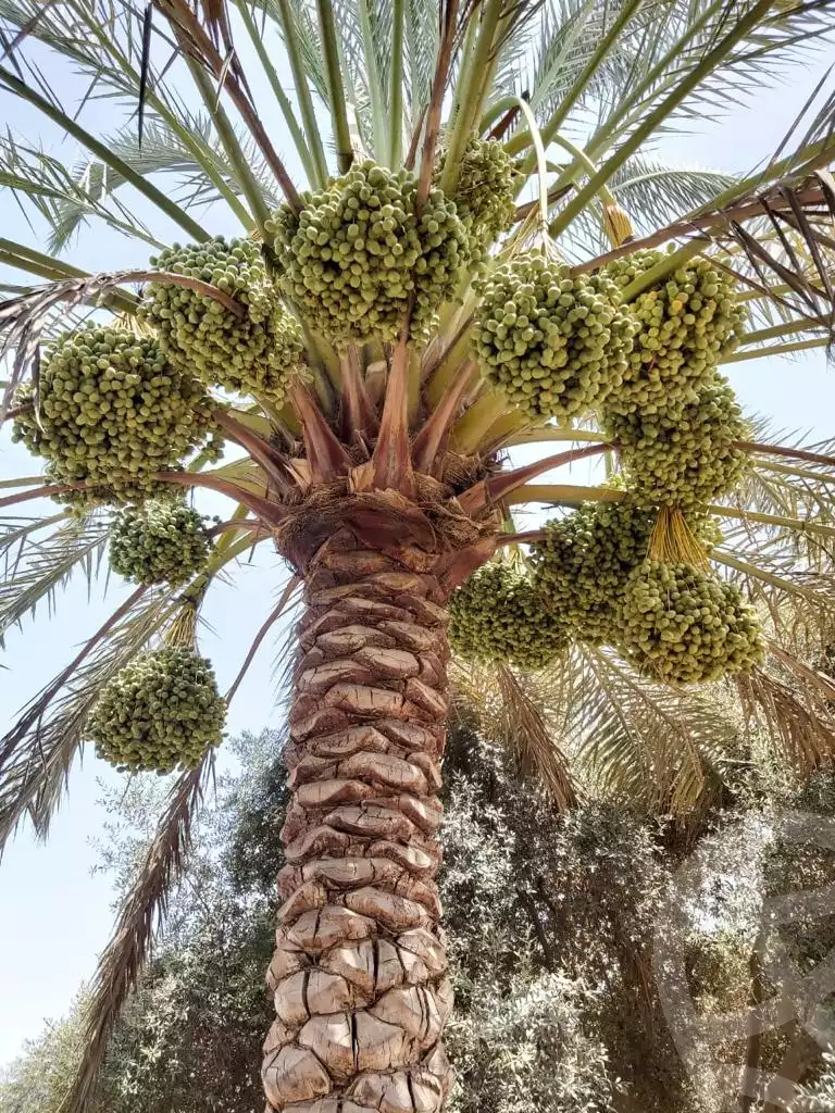 https://aqarmap.com.eg/ar/listing/3828548-for-sale-cairo-tryq-skndry-lzr-y