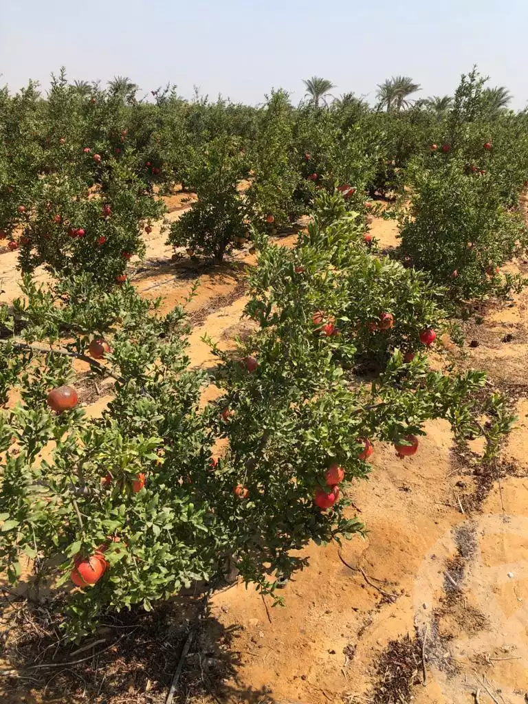 https://aqarmap.com.eg/ar/listing/3957246-for-sale-cairo-alex-cairo-desert-road