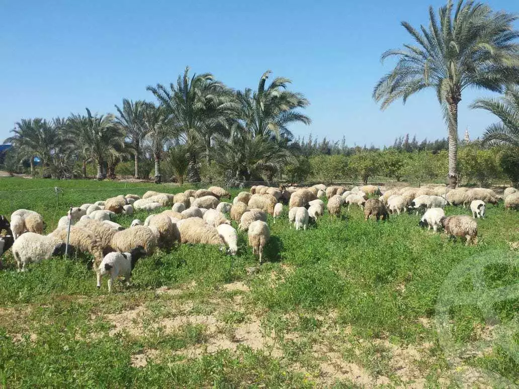 https://aqarmap.com.eg/en/listing/3836807-for-sale-ismailia-abu-sweer