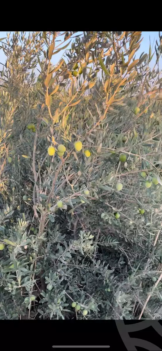https://aqarmap.com.eg/ar/listing/4099584-for-sale-el-fayoum-tamiya-el-gomhoria