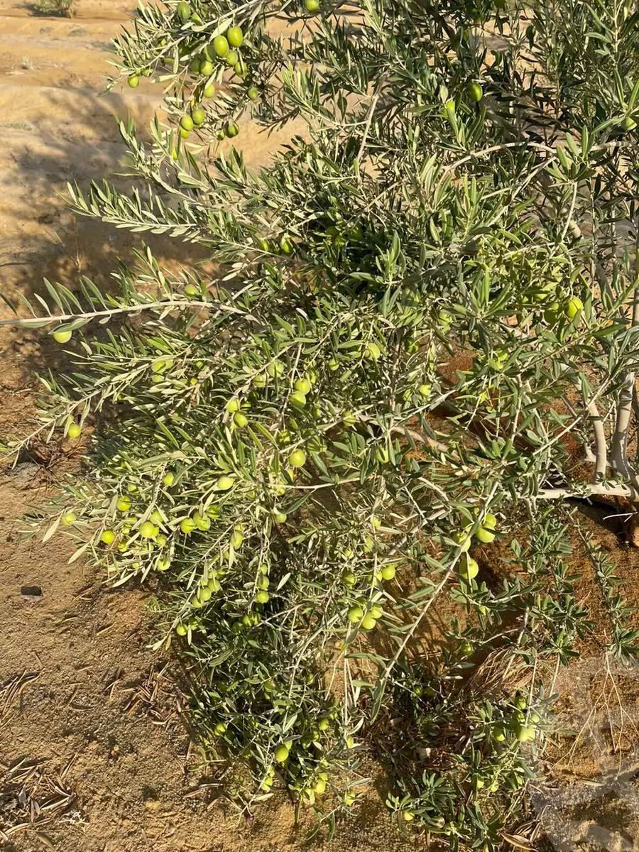 https://aqarmap.com.eg/ar/listing/4596142-for-sale-north-coast-new-alamein