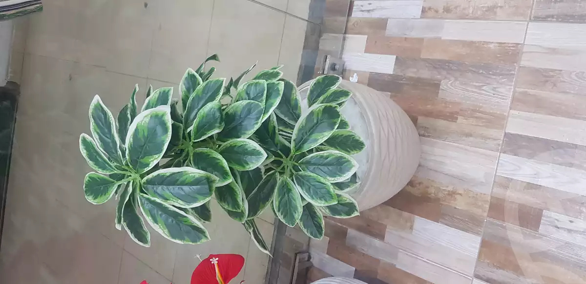 https://aqarmap.com.eg/en/listing/5024063-for-sale-sharqia-10th-of-ramadan-el-ordoneya-district-city-center-10th-of-ramadan-sorouh