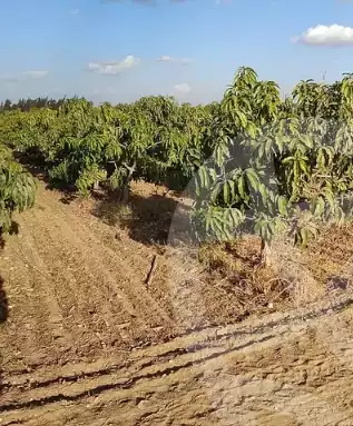 https://aqarmap.com.eg/en/listing/5323740-for-sale-beheira-wadi-el-natrun