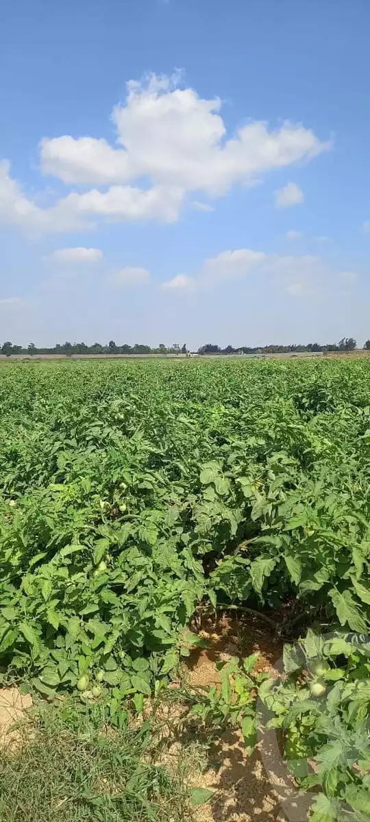 https://aqarmap.com.eg/en/listing/5413100-for-sale-alexandria-cairo-alexandria-desert-road