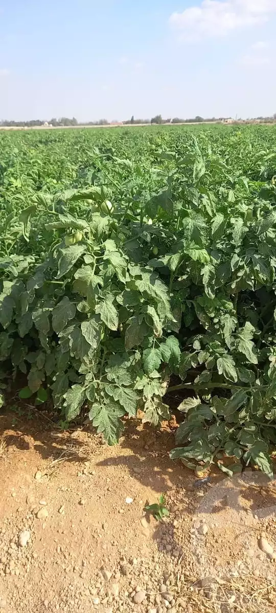 https://aqarmap.com.eg/en/listing/5413100-for-sale-alexandria-cairo-alexandria-desert-road