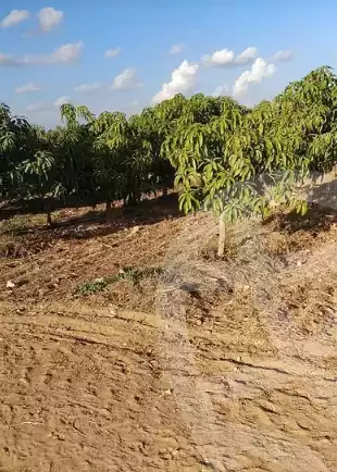 https://aqarmap.com.eg/en/listing/5414601-for-sale-beheira-wadi-el-natrun