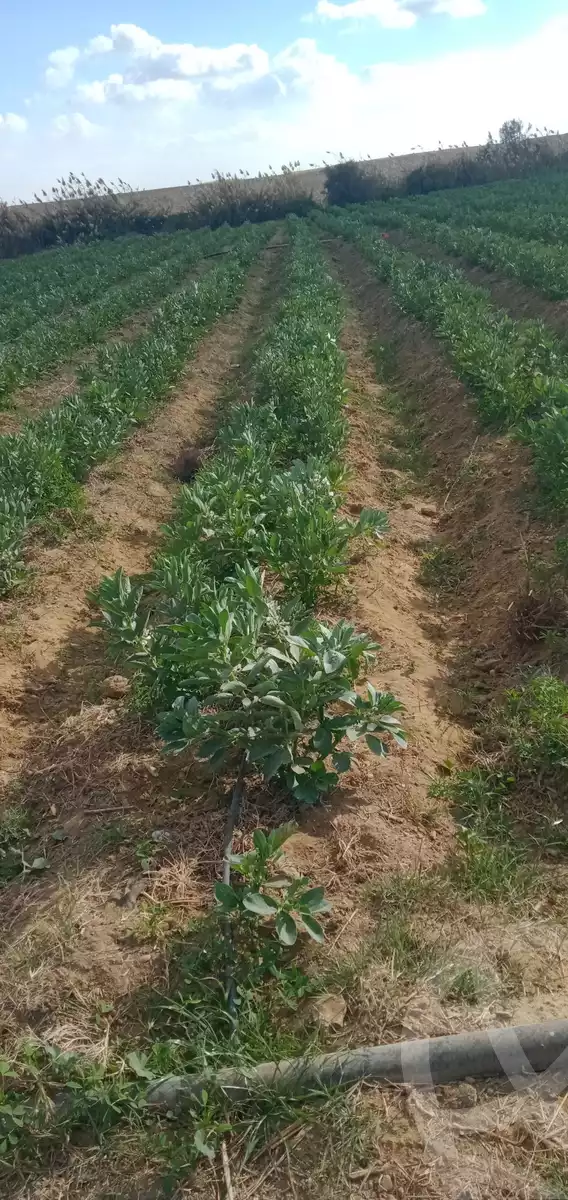 https://aqarmap.com.eg/ar/listing/5471563-for-sale-cairo-ljyz-l-yt