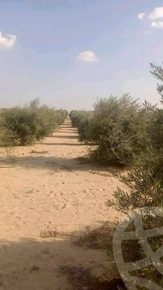 https://aqarmap.com.eg/en/listing/5477660-for-sale-beheira-wadi-el-natrun