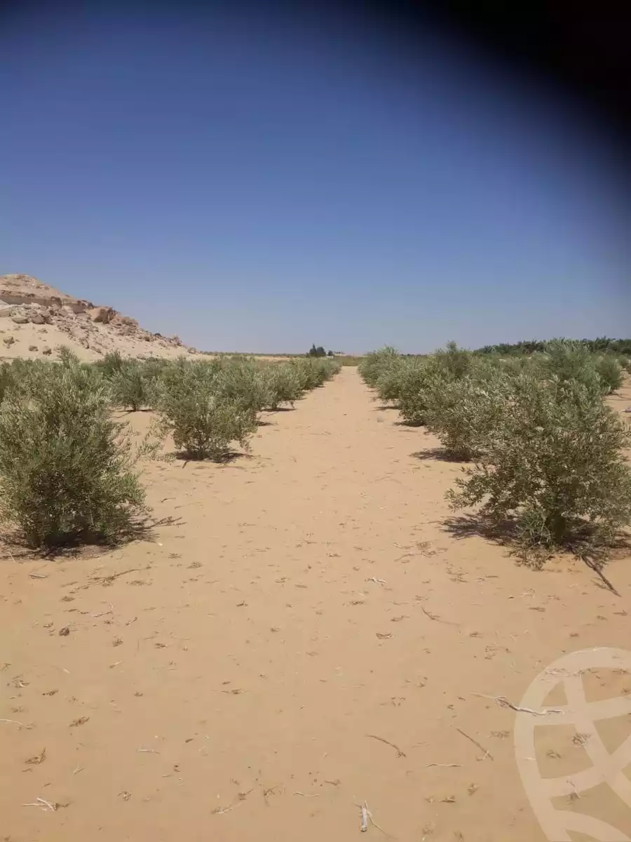 https://aqarmap.com.eg/ar/listing/5619588-for-sale-marsa-matruh-siwa-oasis-wahet-siwaa-city