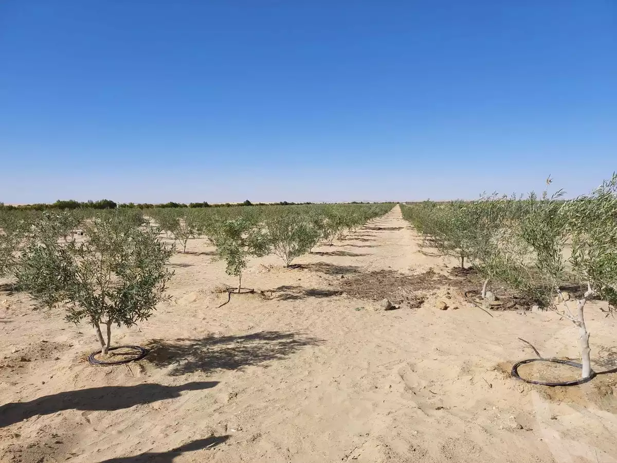 https://aqarmap.com.eg/en/listing/5621606-for-sale-marsa-matruh-siwa-oasis-wahet-siwaa-city