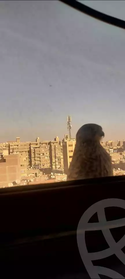 https://aqarmap.com.eg/en/listing/5741733-for-sale-cairo-el-haram-shareaa-khatem-el-morsalen