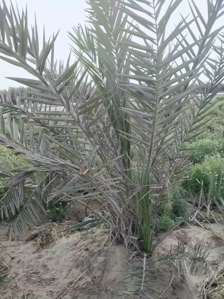 https://aqarmap.com.eg/en/listing/5745190-for-sale-el-fayoum-yousef-el-sedeeq-karoun