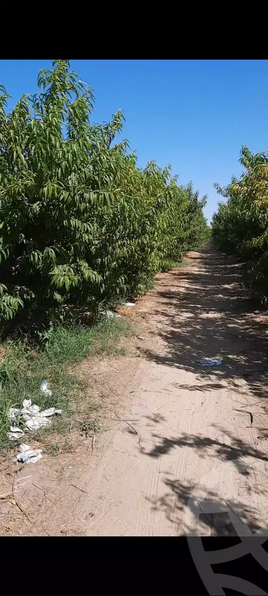 https://aqarmap.com.eg/ar/listing/5845201-for-sale-beheira-new-nubariya