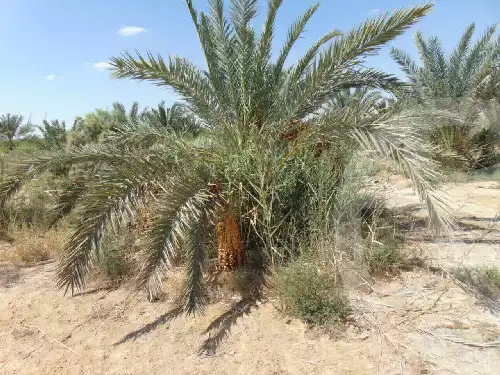 https://aqarmap.com.eg/en/listing/5868321-for-sale-marsa-matruh-siwa-oasis-wahet-siwaa-city
