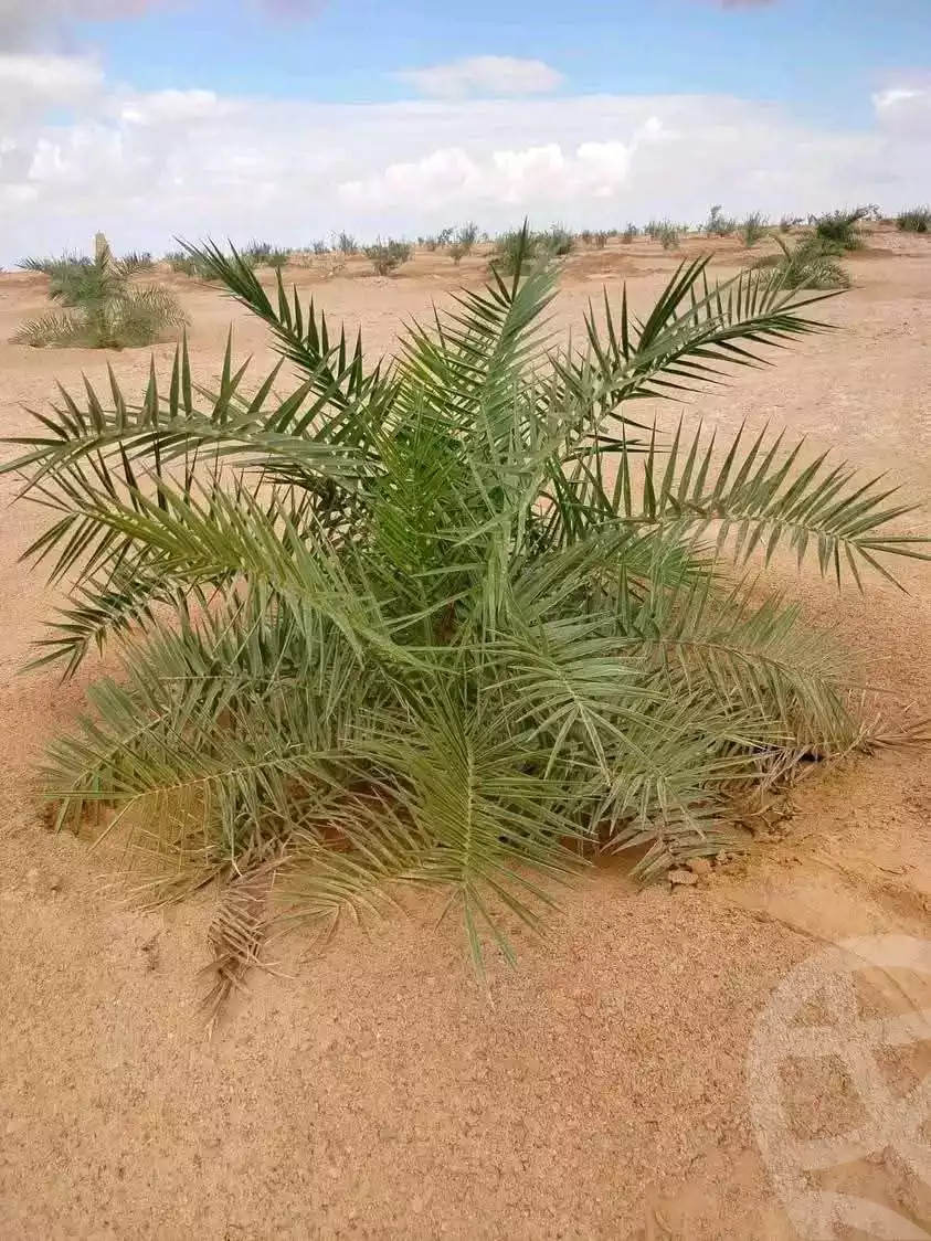 https://aqarmap.com.eg/ar/listing/5879410-for-sale-marsa-matruh-siwa-oasis-wahet-siwaa-city