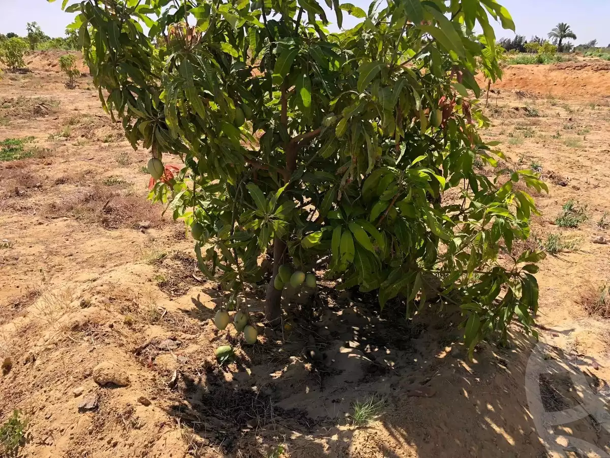 https://aqarmap.com.eg/en/listing/5886440-for-sale-suez-el-ganain-shandoura-village