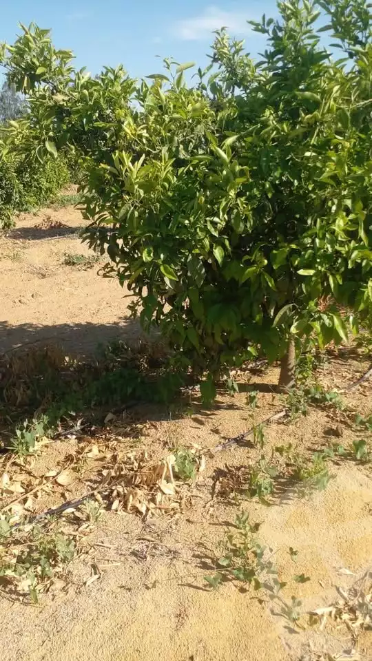 https://aqarmap.com.eg/en/listing/5890814-for-sale-beheira-wadi-el-natrun