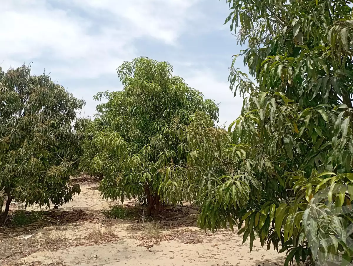 https://aqarmap.com.eg/en/listing/5926849-for-sale-ismailia-ismailia-city