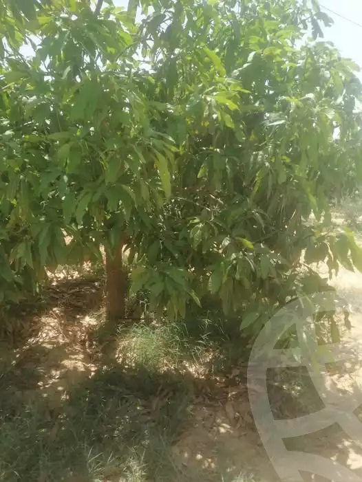 https://aqarmap.com.eg/ar/listing/5935737-for-sale-alexandria-el-amreya