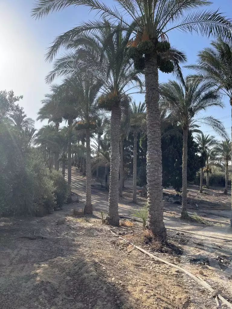 https://aqarmap.com.eg/en/listing/5938214-for-sale-cairo-el-mansuriyyah-el-saliba