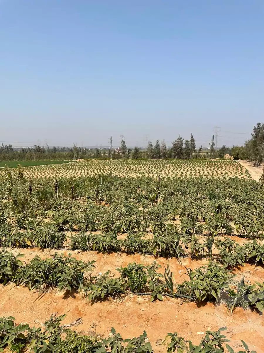 https://aqarmap.com.eg/ar/listing/5938219-for-sale-alexandria-cairo-alexandria-desert-road