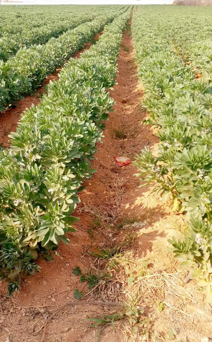 https://aqarmap.com.eg/en/listing/5997712-for-sale-beheira-wadi-el-natrun