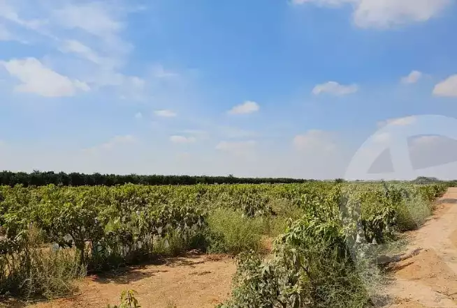 https://aqarmap.com.eg/en/listing/6002063-for-sale-sharqia-bilbeis-el-adlya