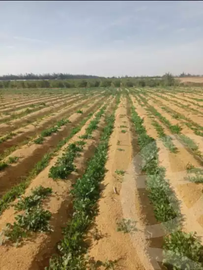 https://aqarmap.com.eg/ar/listing/6019861-for-sale-beheira-wadi-el-natrun