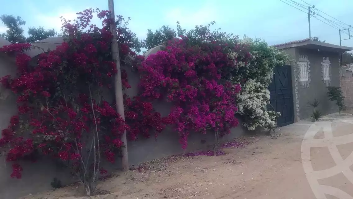 https://aqarmap.com.eg/en/listing/6052572-for-sale-ismailia-ismailia-city-al-ismaileya-road-port-saeed-st