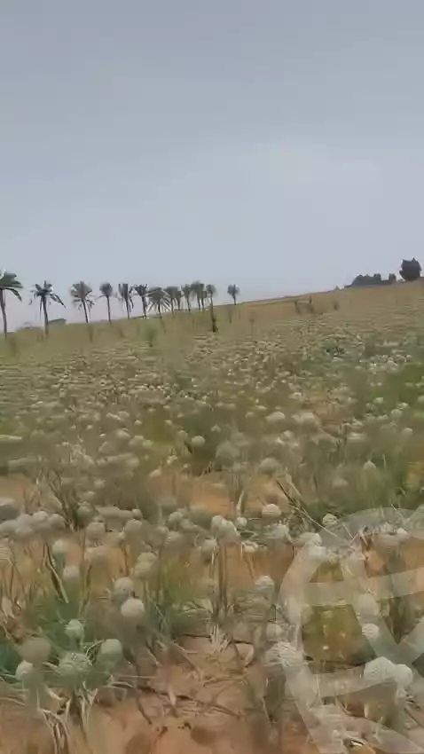 https://aqarmap.com.eg/en/listing/6069058-for-sale-cairo-el-sheikh-zayed-city-alex-cairo-desert-road-kmbwnd-fy-tryq-skndry-lshrwy