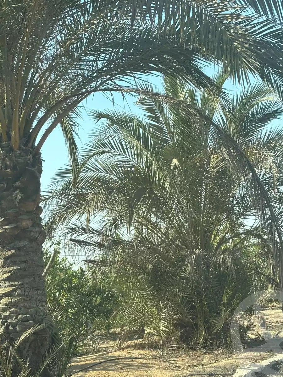 https://aqarmap.com.eg/en/listing/6090938-for-sale-monufia-sadat-city-el-khatatbah