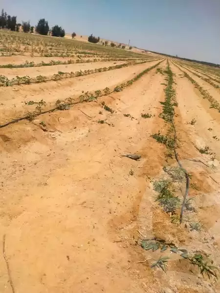 https://aqarmap.com.eg/en/listing/6164802-for-sale-beheira-wadi-el-natrun