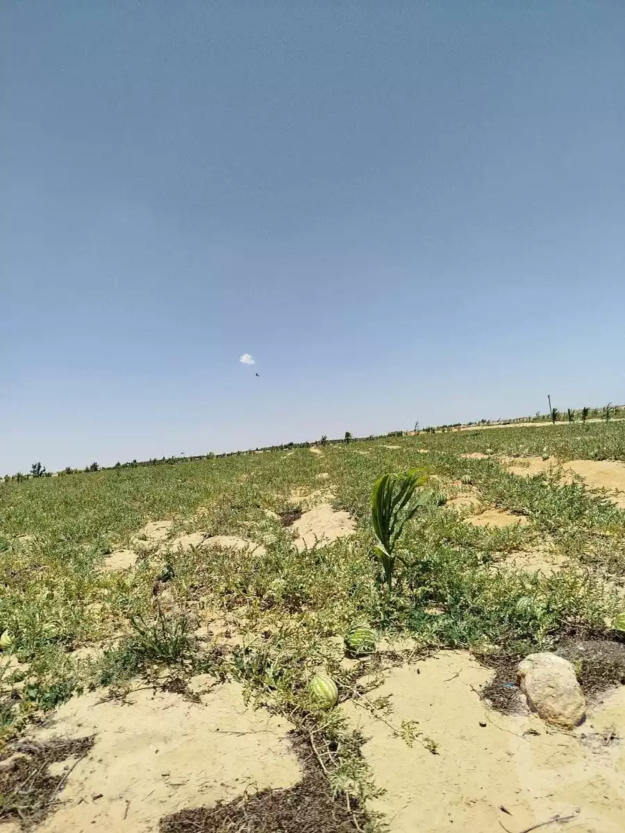 https://aqarmap.com.eg/en/listing/6164802-for-sale-beheira-wadi-el-natrun