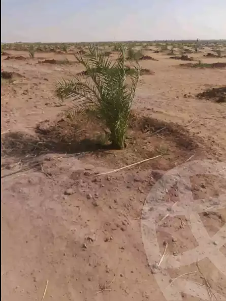 https://aqarmap.com.eg/ar/listing/6167825-for-sale-new-valley-kharga-oasis