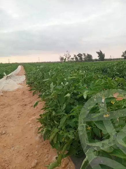 https://aqarmap.com.eg/en/listing/6171857-for-sale-suez-suez-city-suez-city