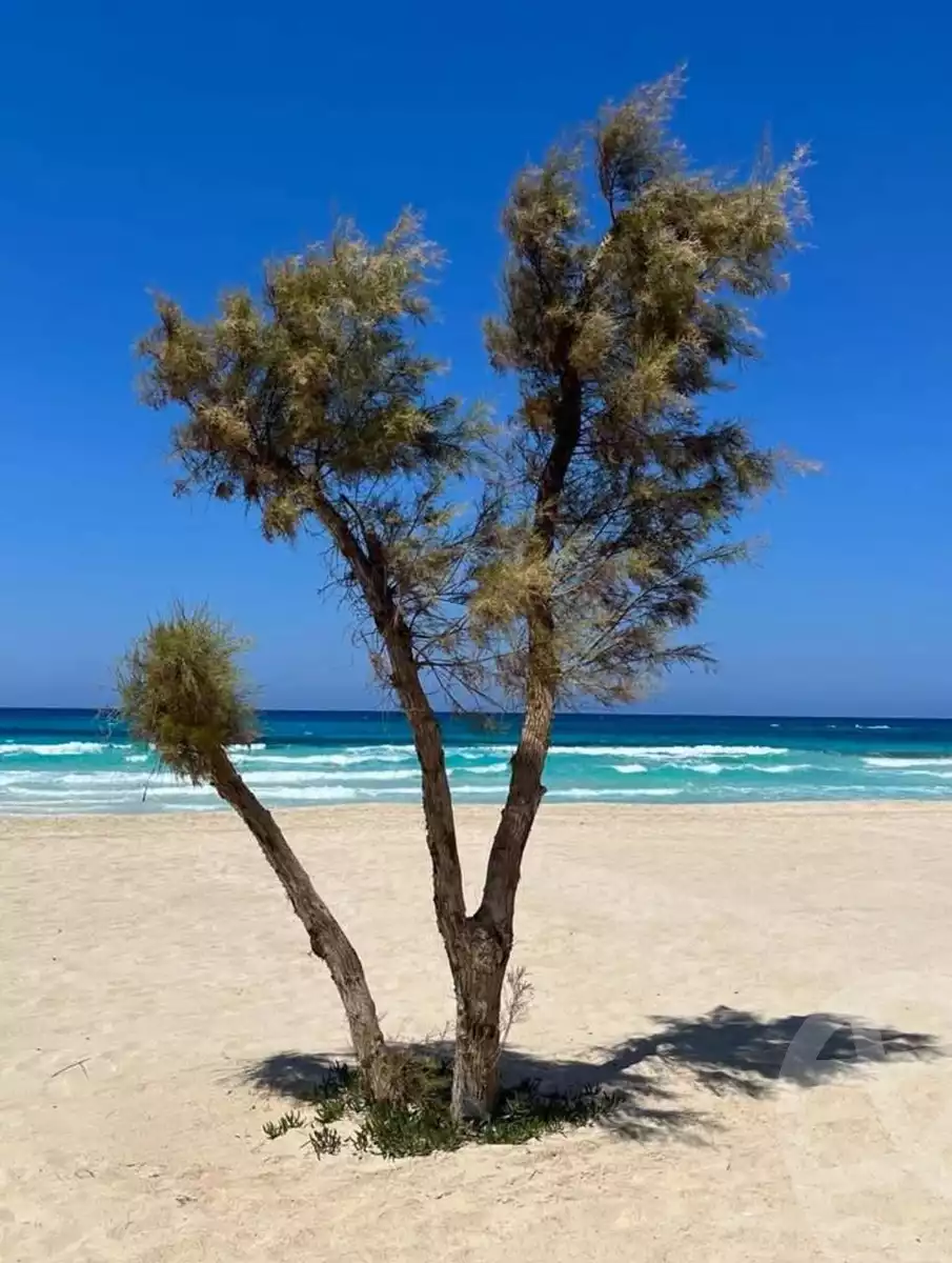 https://aqarmap.com.eg/ar/listing/6186975-for-sale-marsa-matruh-marsa-matrouh-resorts-marsa-baghush-resort-shehab-mazhar
