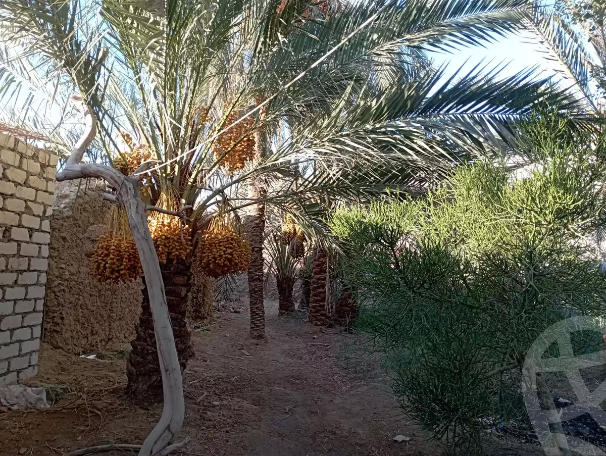 https://aqarmap.com.eg/ar/listing/6231760-for-sale-marsa-matruh-siwa-oasis-wahet-siwaa-city