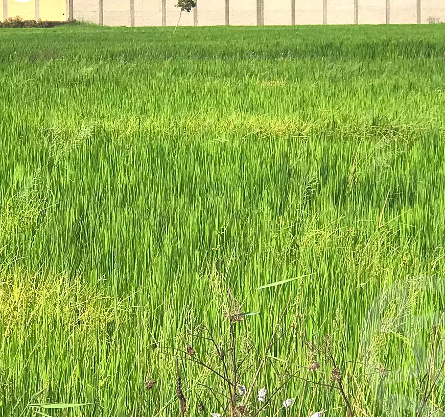 https://aqarmap.com.eg/ar/listing/6248601-for-sale-dakahlia-mansoura