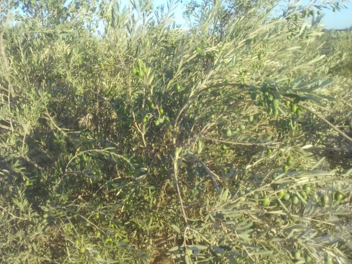 https://aqarmap.com.eg/ar/listing/6313938-for-sale-suez-el-ganain-shandoura-village