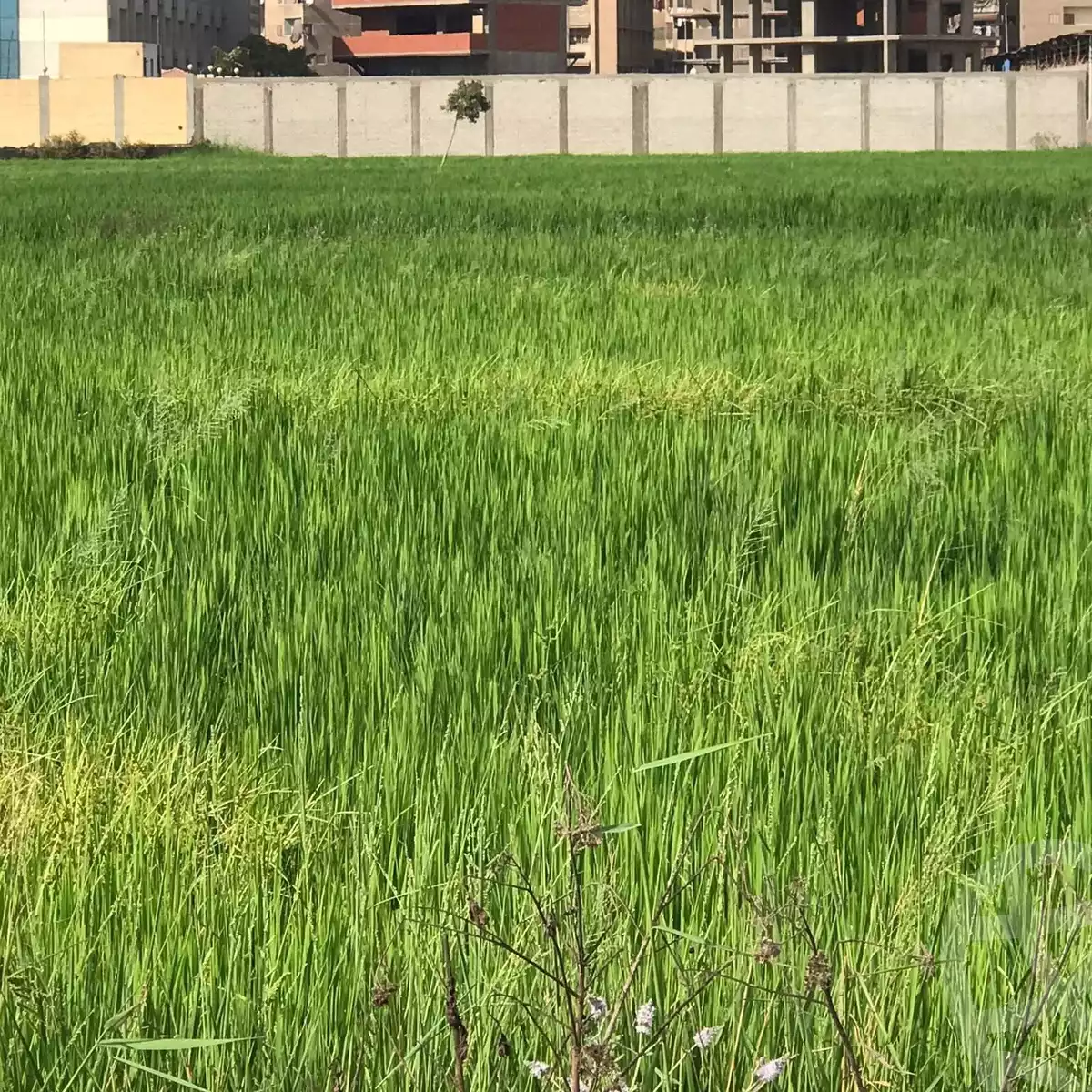 https://aqarmap.com.eg/en/listing/6315833-for-sale-dakahlia-mansoura-el-mansoura-city