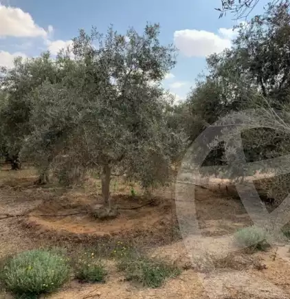 https://aqarmap.com.eg/en/listing/6322493-for-sale-ismailia-abu-sweer