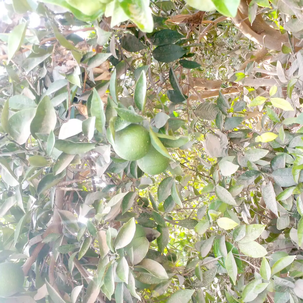 https://aqarmap.com.eg/en/listing/6328496-for-sale-beheira-wadi-el-natrun-bany-salama