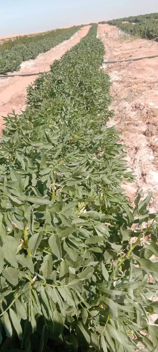 https://aqarmap.com.eg/en/listing/6339643-for-sale-new-valley-kharga-oasis-qret-el-sherka