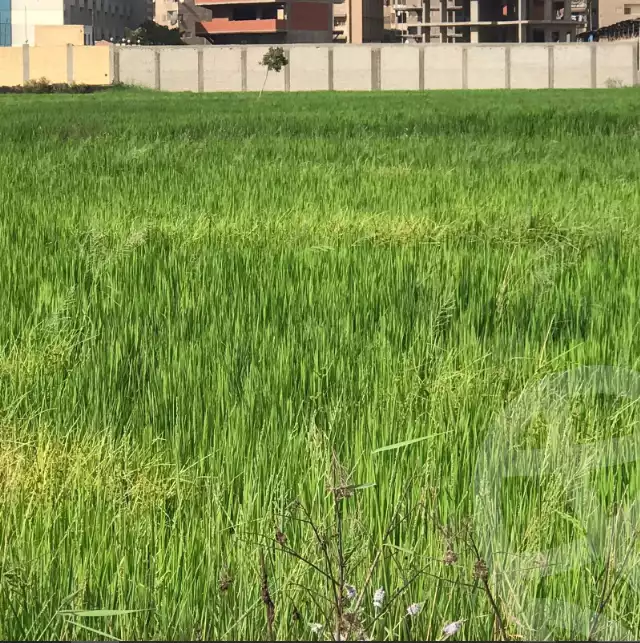 https://aqarmap.com.eg/en/listing/6350271-for-sale-dakahlia-mansoura-el-mansoura-city-al-teraa-st