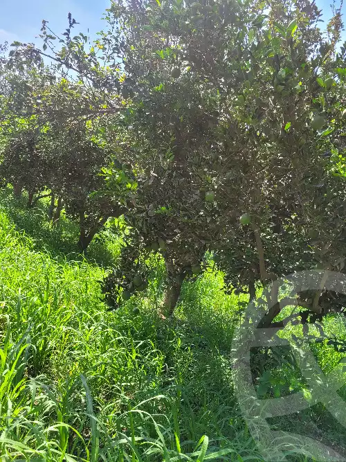 https://aqarmap.com.eg/ar/listing/6364848-for-sale-monufia-el-bagour-el-bagour-city