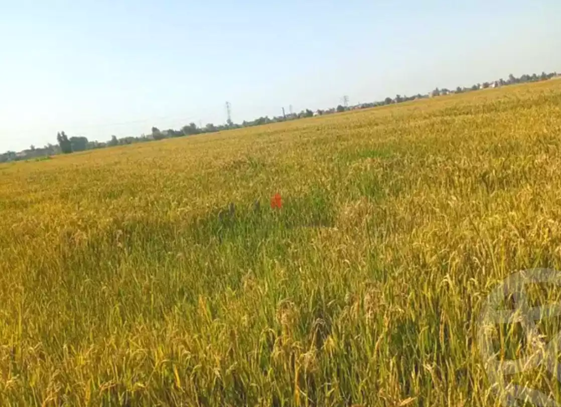 https://aqarmap.com.eg/ar/listing/6407813-for-sale-gharbia-qutur-qaret-shubra-nabas