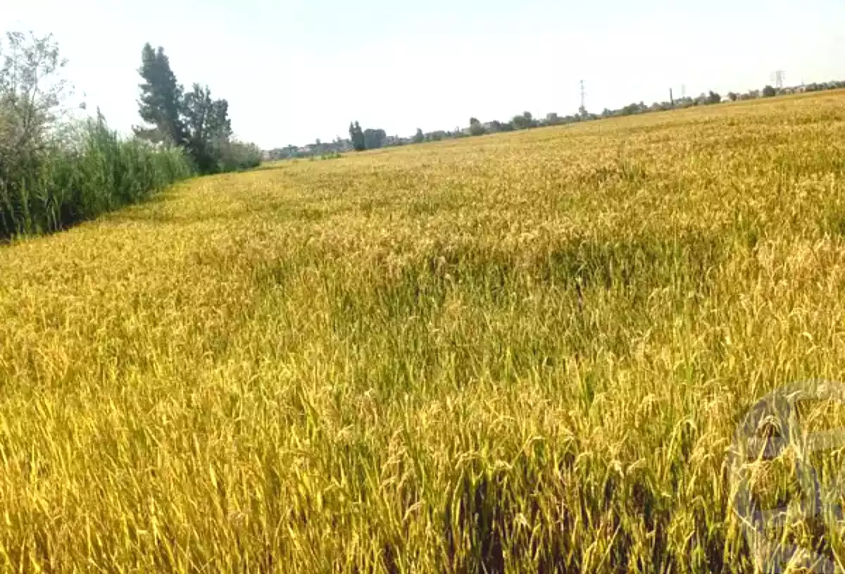 https://aqarmap.com.eg/ar/listing/6407813-for-sale-gharbia-qutur-qaret-shubra-nabas