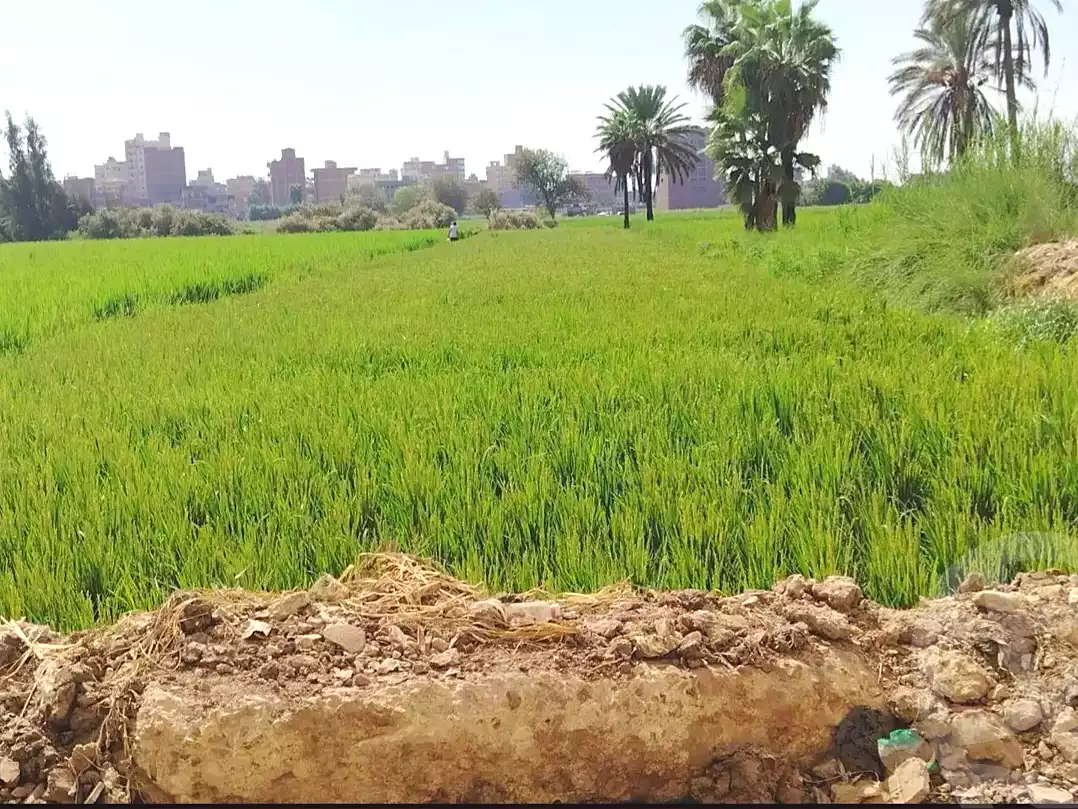 https://aqarmap.com.eg/ar/listing/6492597-for-rent-gharbia-tanta-tanta-city-abou-shennawi-st